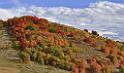 13018_23_09_2012_wellsville_utah_tree_autumn_color_colorful_fall_foliage_leaves_mountain_forest_panoramic_landscape_photography_panorama_landschaft_foto_18_11584x6853