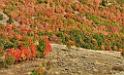 13022_23_09_2012_wellsville_utah_tree_autumn_color_colorful_fall_foliage_leaves_mountain_forest_panoramic_landscape_photography_panorama_landschaft_foto_22_11796x7120