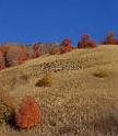 13524_02_10_2012_wellsville_utah_tree_autumn_color_colorful_fall_foliage_leaves_mountain_forest_panoramic_landscape_photography_panorama_landschaft_foto_4_7243x8282