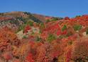 13532_02_10_2012_wellsville_utah_tree_autumn_color_colorful_fall_foliage_leaves_mountain_forest_panoramic_landscape_photography_panorama_landschaft_foto_12_10928x7777