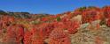 13533_02_10_2012_wellsville_utah_tree_autumn_color_colorful_fall_foliage_leaves_mountain_forest_panoramic_landscape_photography_panorama_landschaft_foto_13_16941x6826