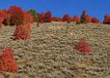 13534_02_10_2012_wellsville_utah_tree_autumn_color_colorful_fall_foliage_leaves_mountain_forest_panoramic_landscape_photography_panorama_landschaft_foto_14_9034x6384