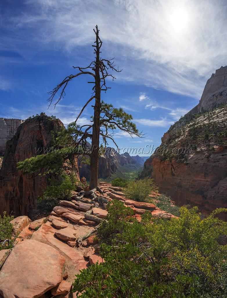 15927_30_09_2014_zion_national_park_angels_landing_trail_utah_autumn_red_rock_blue_sky_fall_color_colorful_tree_mountain_forest_panoramic_landscape_photography_49_8295x10860.jpg