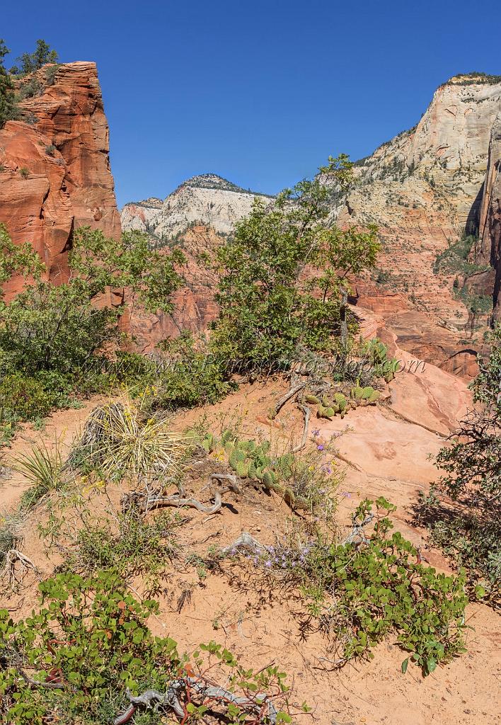 15934_30_09_2014_zion_national_park_angels_landing_trail_utah_autumn_red_rock_blue_sky_fall_color_colorful_tree_mountain_forest_panoramic_landscape_photography_42_6733x9728.jpg