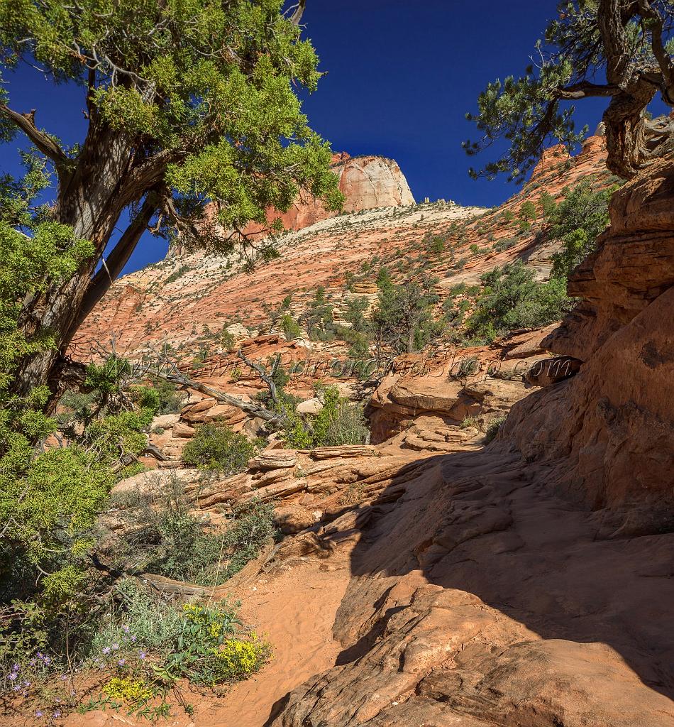 15947_30_09_2014_zion_national_park_canyon_overlook_trail_utah_autumn_red_rock_blue_sky_fall_color_colorful_tree_mountain_forest_panoramic_landscape_photography_17_7257x7817.jpg
