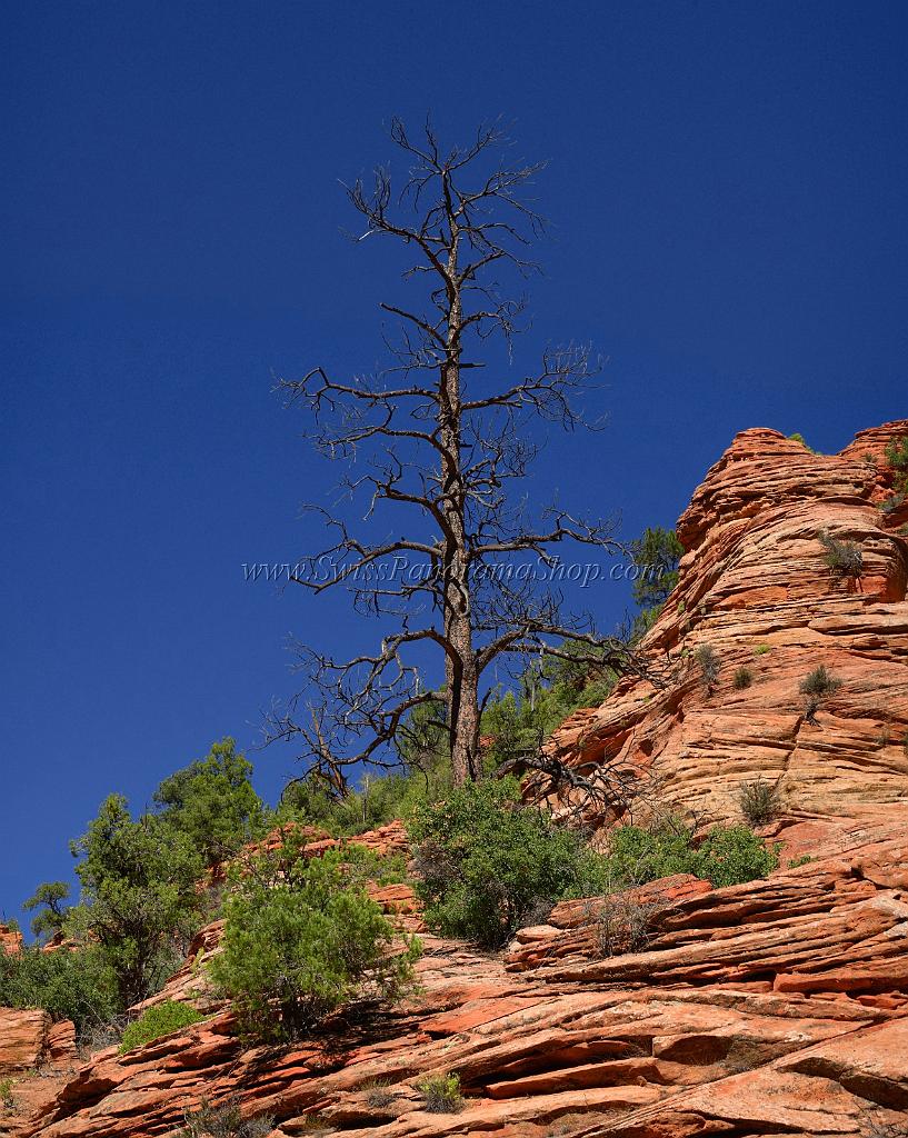 10518_11_10_2011_zion_national_park_utah_mount_carmel_valley_scenic_canyon_red_rock_outlook_autum_color_tree_panoramic_landscape_photography_panorama_landschaft_30_4729x5921.jpg