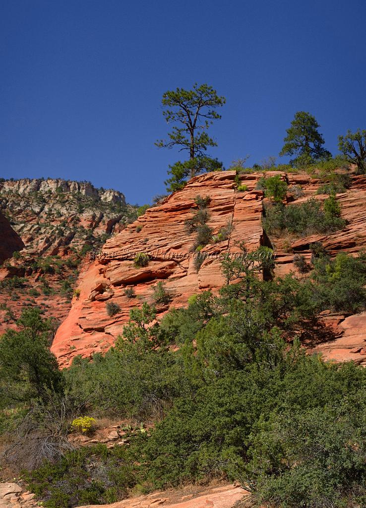 10520_11_10_2011_zion_national_park_utah_mount_carmel_valley_scenic_canyon_red_rock_outlook_autum_color_tree_panoramic_landscape_photography_panorama_landschaft_32_4793x6648.jpg