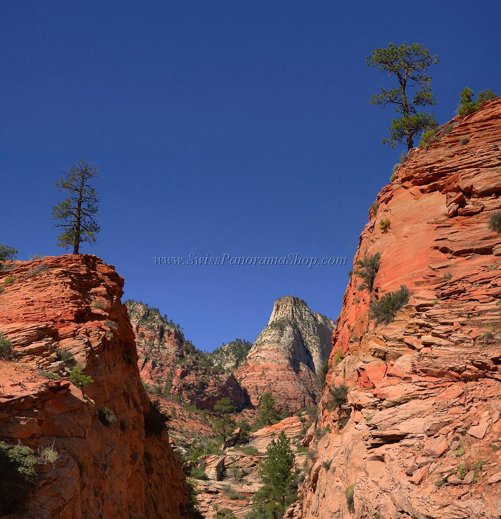 10521_11_10_2011_zion_national_park_utah_mount_carmel_valley_scenic_canyon_red_rock_outlook_autum_color_tree_panoramic_landscape_photography_panorama_landschaft_33_4962x5138.jpg