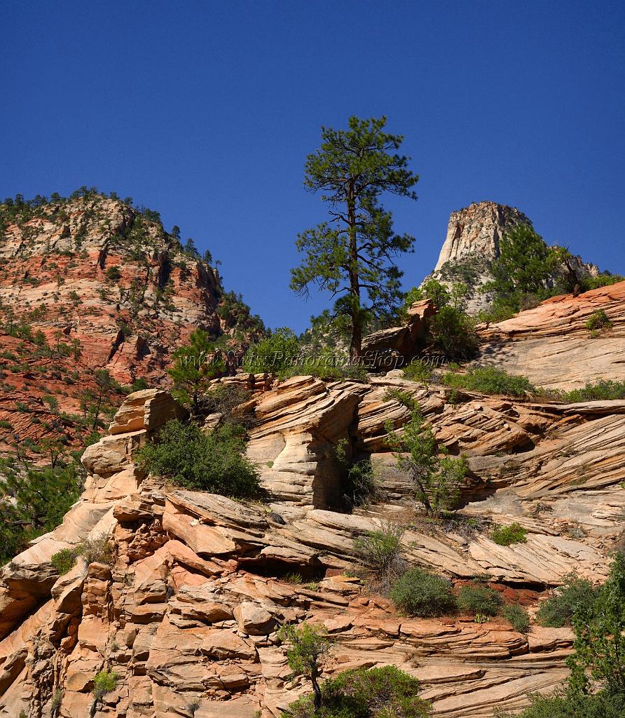 10522_11_10_2011_zion_national_park_utah_mount_carmel_valley_scenic_canyon_red_rock_outlook_autum_color_tree_panoramic_landscape_photography_panorama_landschaft_34_4736x5437.jpg