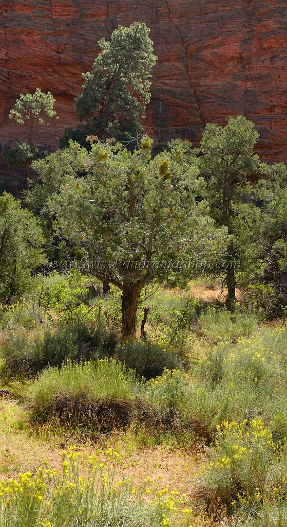 10524_11_10_2011_zion_national_park_utah_mount_carmel_valley_scenic_canyon_red_rock_outlook_autum_color_tree_panoramic_landscape_photography_panorama_landschaft_36_4873x8927.jpg