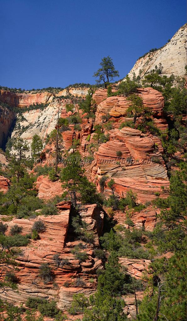10531_11_10_2011_zion_national_park_utah_mount_carmel_valley_scenic_canyon_red_rock_outlook_autum_color_tree_panoramic_landscape_photography_panorama_landschaft_43_4760x8169.jpg
