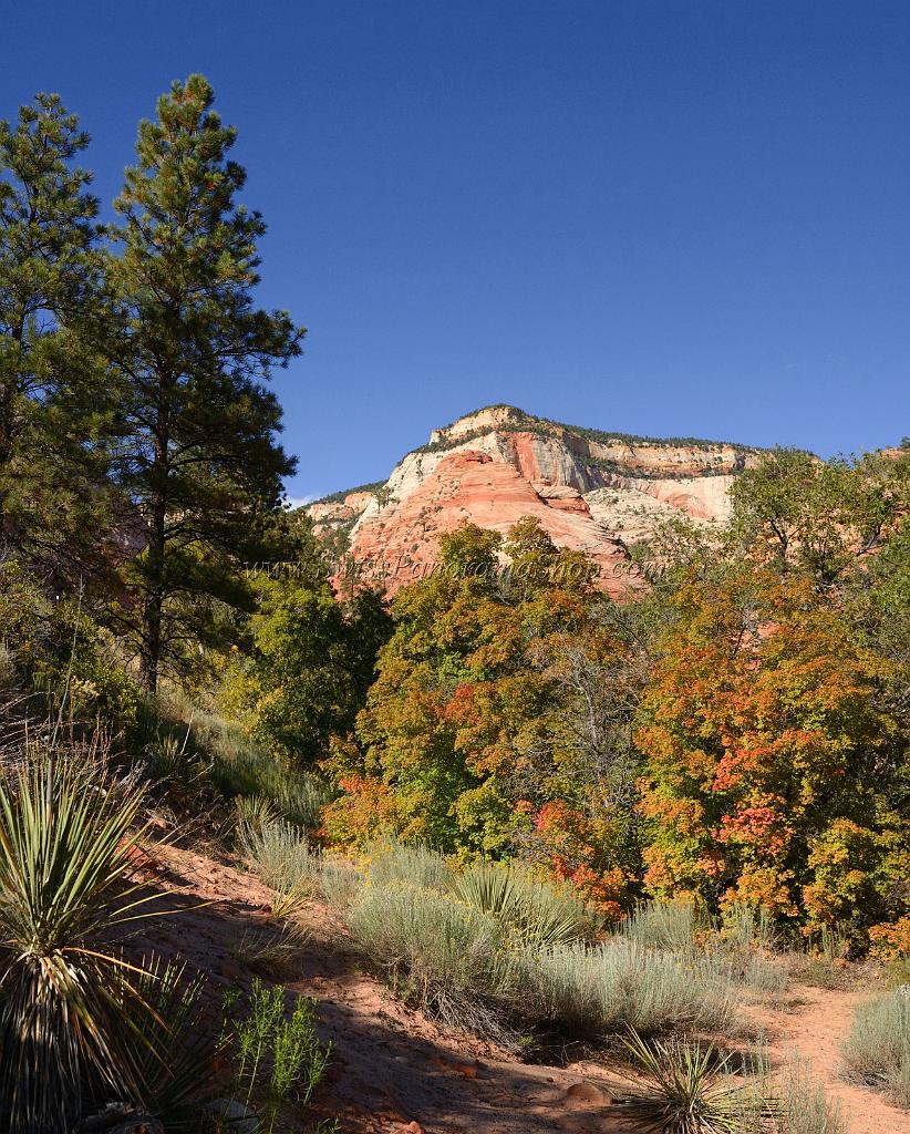 10554_11_10_2011_zion_national_park_utah_mount_carmel_valley_scenic_canyon_red_rock_outlook_autum_color_tree_panoramic_landscape_photography_panorama_landschaft_66_4765x5931.jpg