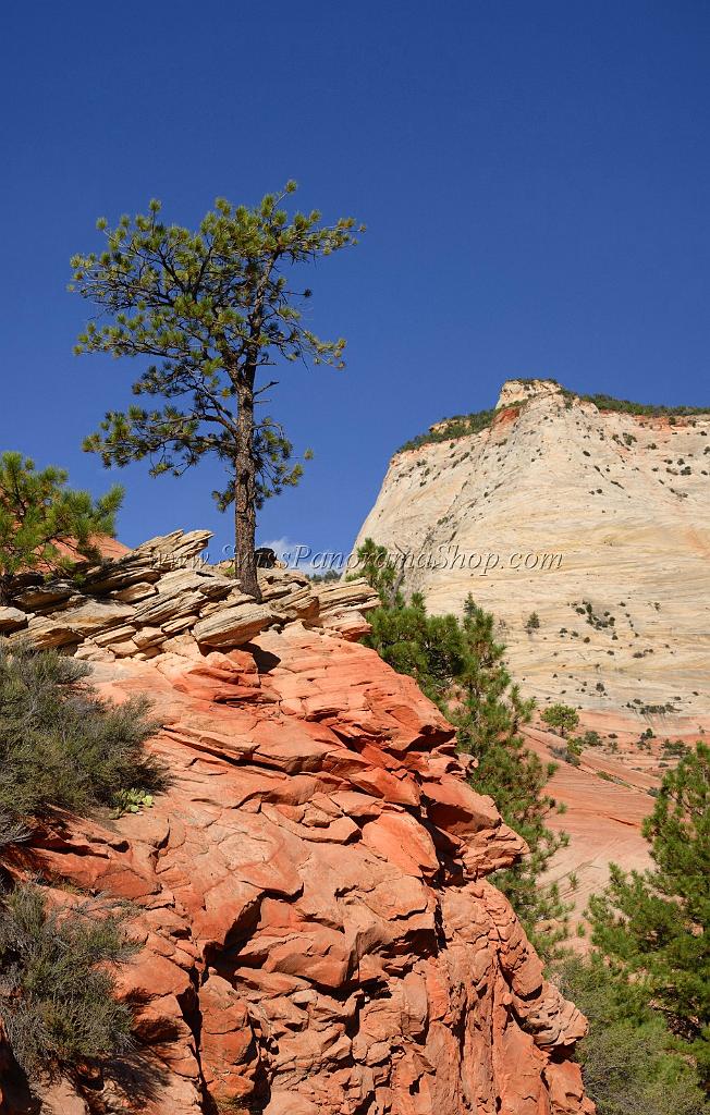 10561_11_10_2011_zion_national_park_utah_mount_carmel_valley_scenic_canyon_red_rock_outlook_autum_color_tree_panoramic_landscape_photography_panorama_landschaft_73_4955x7782.jpg