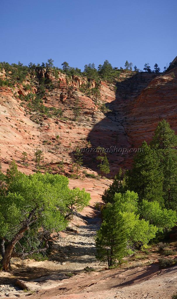 10565_11_10_2011_zion_national_park_utah_mount_carmel_valley_scenic_canyon_red_rock_outlook_autum_color_tree_panoramic_landscape_photography_panorama_landschaft_77_4926x8321.jpg