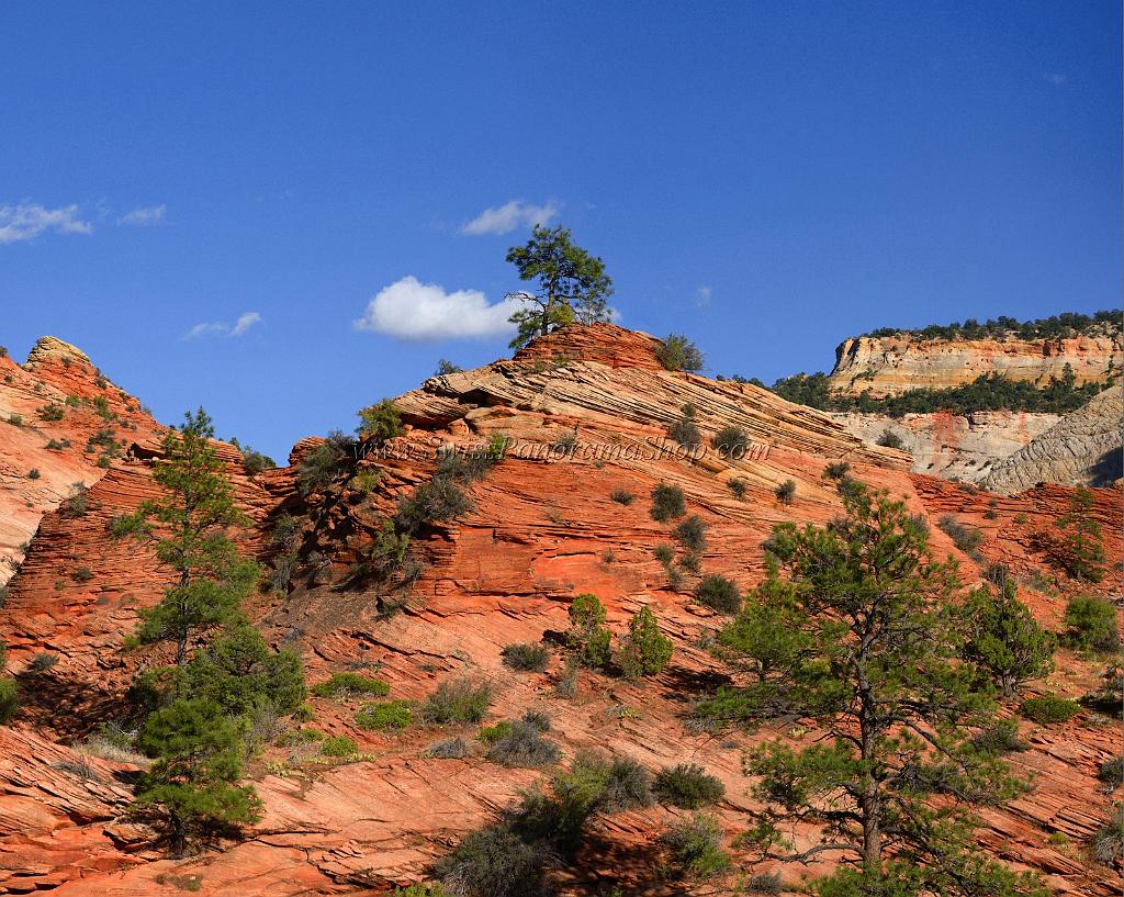 10567_11_10_2011_zion_national_park_utah_mount_carmel_valley_scenic_canyon_red_rock_outlook_autum_color_tree_panoramic_landscape_photography_panorama_landschaft_79_7542x6016.jpg