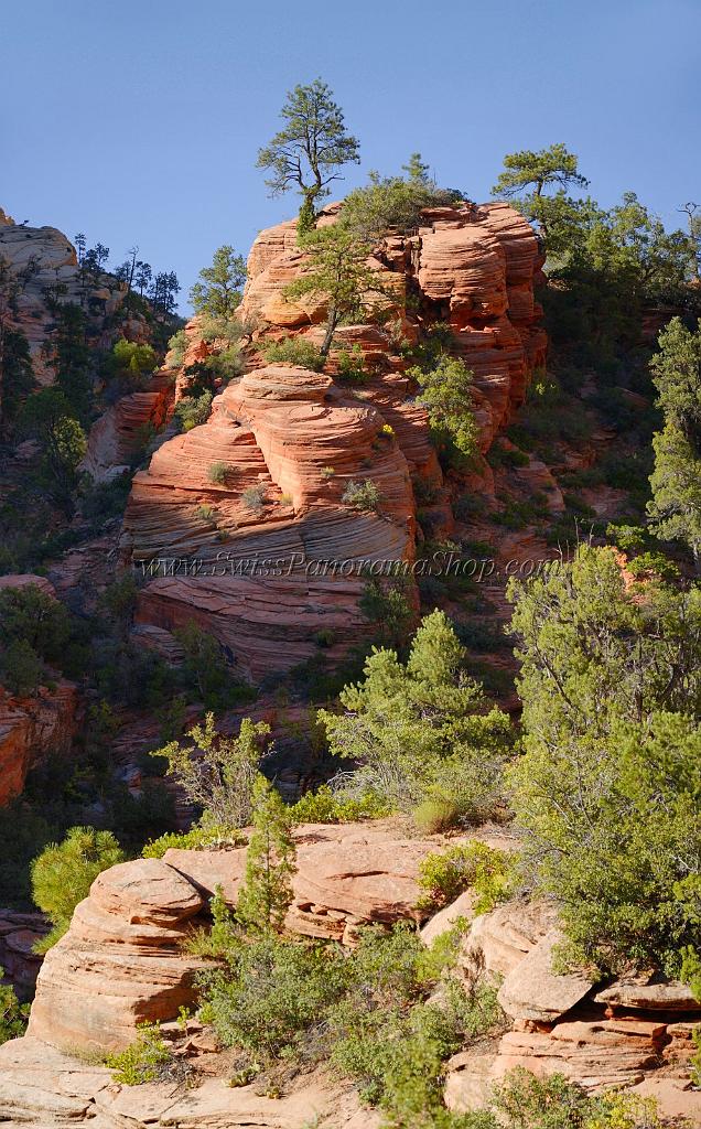 10576_11_10_2011_zion_national_park_utah_mount_carmel_valley_scenic_canyon_red_rock_outlook_autum_color_tree_panoramic_landscape_photography_panorama_landschaft_88_4631x7455.jpg