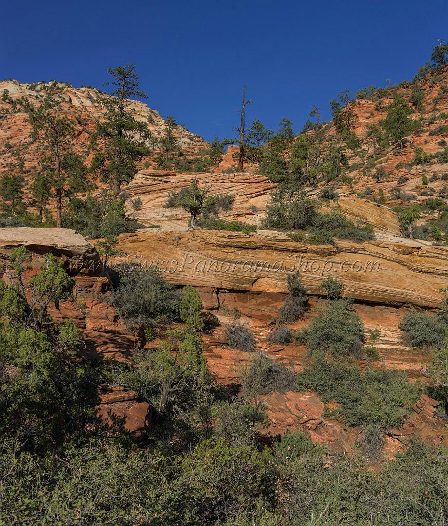 15973_29_09_2014_zion_national_park_mount_carmel_utah_autumn_red_rock_blue_sky_fall_color_colorful_tree_mountain_forest_panoramic_landscape_photography_herbst_52_6713x7878.jpg