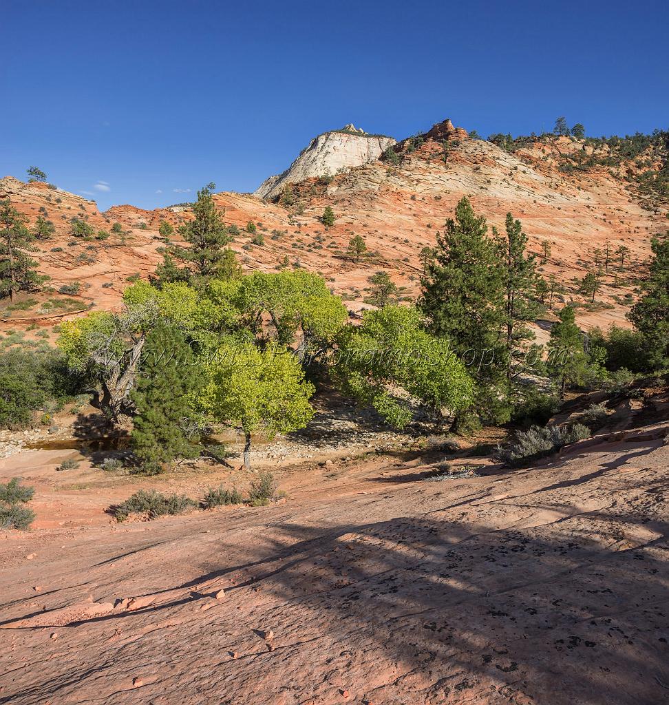 15978_29_09_2014_zion_national_park_mount_carmel_utah_autumn_red_rock_blue_sky_fall_color_colorful_tree_mountain_forest_panoramic_landscape_photography_herbst_44_7315x7708.jpg