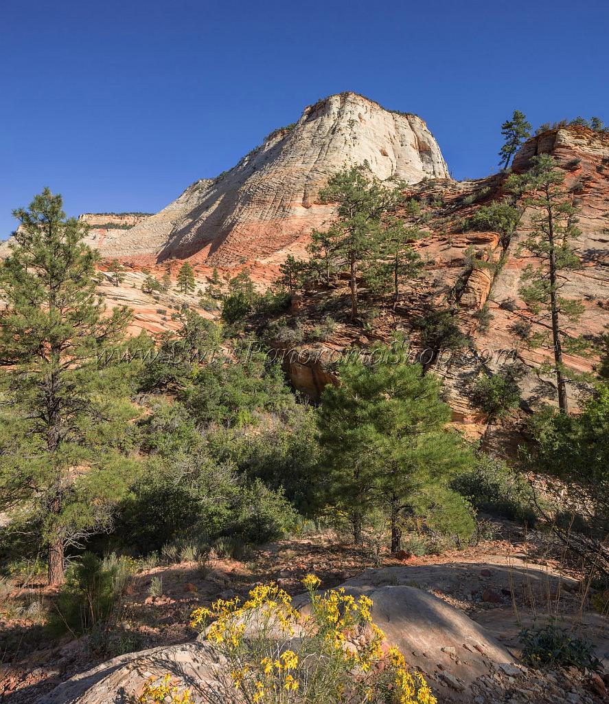 15980_29_09_2014_zion_national_park_mount_carmel_utah_autumn_red_rock_blue_sky_fall_color_colorful_tree_mountain_forest_panoramic_landscape_photography_herbst_35_7296x8425.jpg