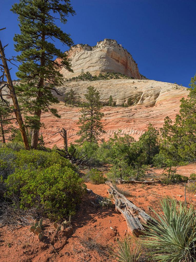 15983_29_09_2014_zion_national_park_mount_carmel_utah_autumn_red_rock_blue_sky_fall_color_colorful_tree_mountain_forest_panoramic_landscape_photography_herbst_29_7211x9662.jpg