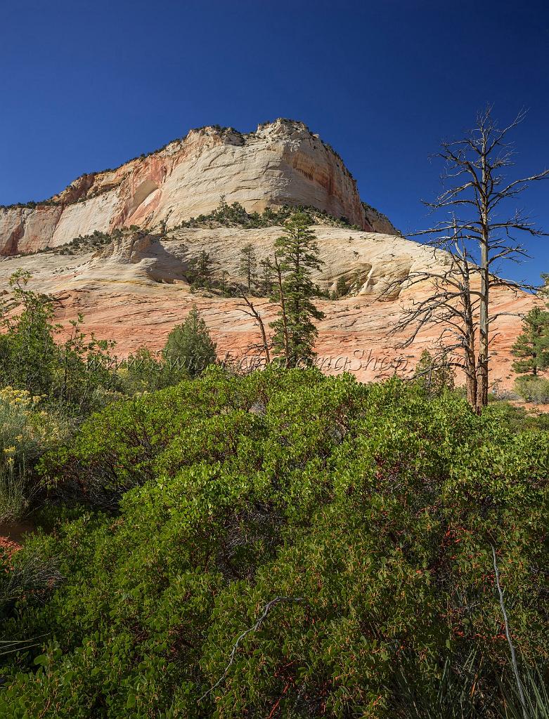 15985_29_09_2014_zion_national_park_mount_carmel_utah_autumn_red_rock_blue_sky_fall_color_colorful_tree_mountain_forest_panoramic_landscape_photography_herbst_28_7240x9486.jpg