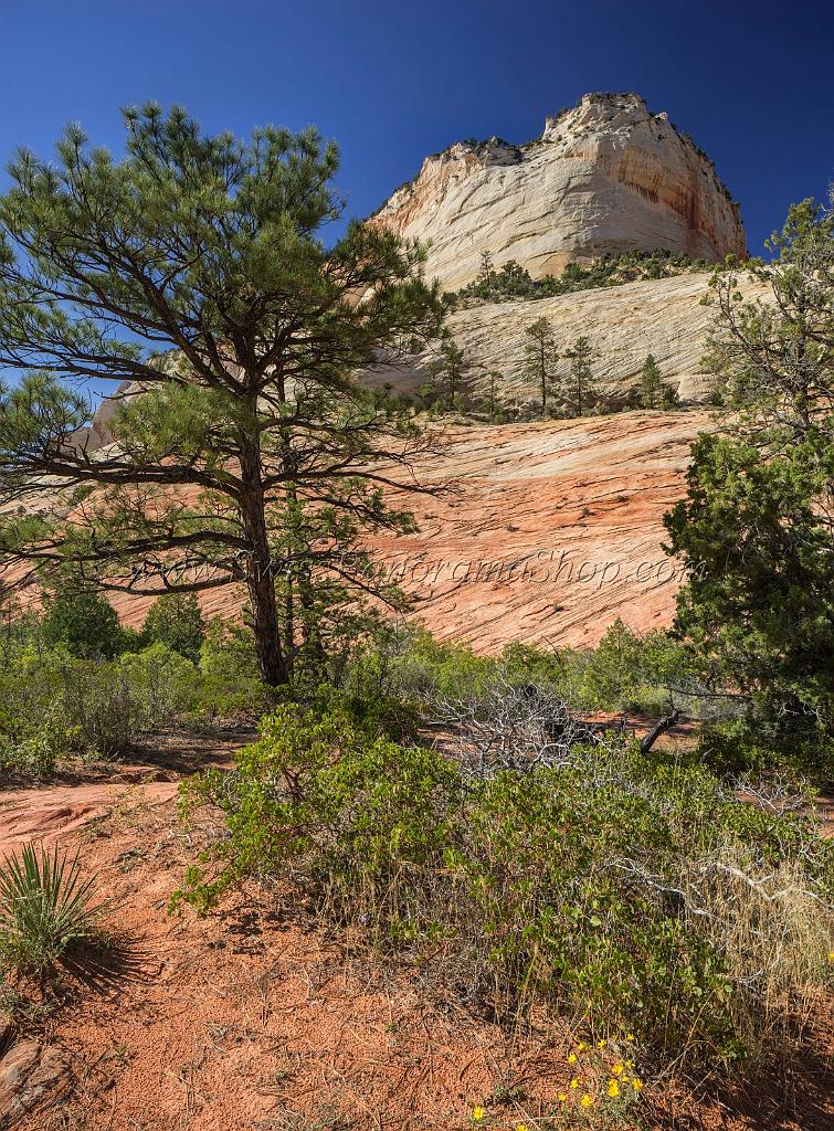 16009_29_09_2014_zion_national_park_mount_carmel_utah_autumn_red_rock_blue_sky_fall_color_colorful_tree_mountain_forest_panoramic_landscape_photography_herbst_31_7202x9762.jpg