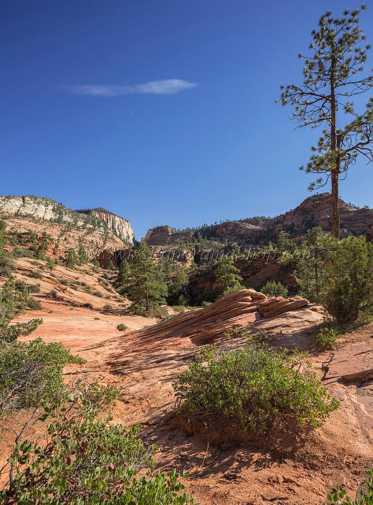 16011_29_09_2014_zion_national_park_mount_carmel_utah_autumn_red_rock_blue_sky_fall_color_colorful_tree_mountain_forest_panoramic_landscape_photography_herbst_45_7087x9602.jpg