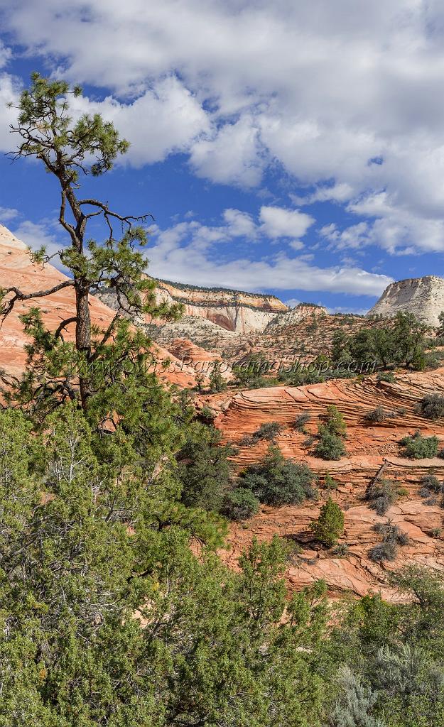 16696_01_10_2014_zion_national_park_mount_carmel_utah_autumn_red_rock_blue_sky_fall_color_colorful_tree_mountain_forest_panoramic_landscape_photography_herbst_27_6973x11426.jpg