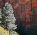 10517_11_10_2011_zion_national_park_utah_mount_carmel_valley_scenic_canyon_red_rock_outlook_autum_color_tree_panoramic_landscape_photography_panorama_landschaft_29_4542x4296