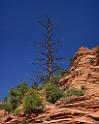 10518_11_10_2011_zion_national_park_utah_mount_carmel_valley_scenic_canyon_red_rock_outlook_autum_color_tree_panoramic_landscape_photography_panorama_landschaft_30_4729x5921