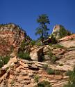10522_11_10_2011_zion_national_park_utah_mount_carmel_valley_scenic_canyon_red_rock_outlook_autum_color_tree_panoramic_landscape_photography_panorama_landschaft_34_4736x5437