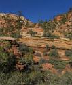 15973_29_09_2014_zion_national_park_mount_carmel_utah_autumn_red_rock_blue_sky_fall_color_colorful_tree_mountain_forest_panoramic_landscape_photography_herbst_52_6713x7878