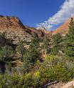 16703_01_10_2014_zion_national_park_mount_carmel_utah_autumn_red_rock_blue_sky_fall_color_colorful_tree_mountain_forest_panoramic_landscape_photography_herbst_20_6808x8088