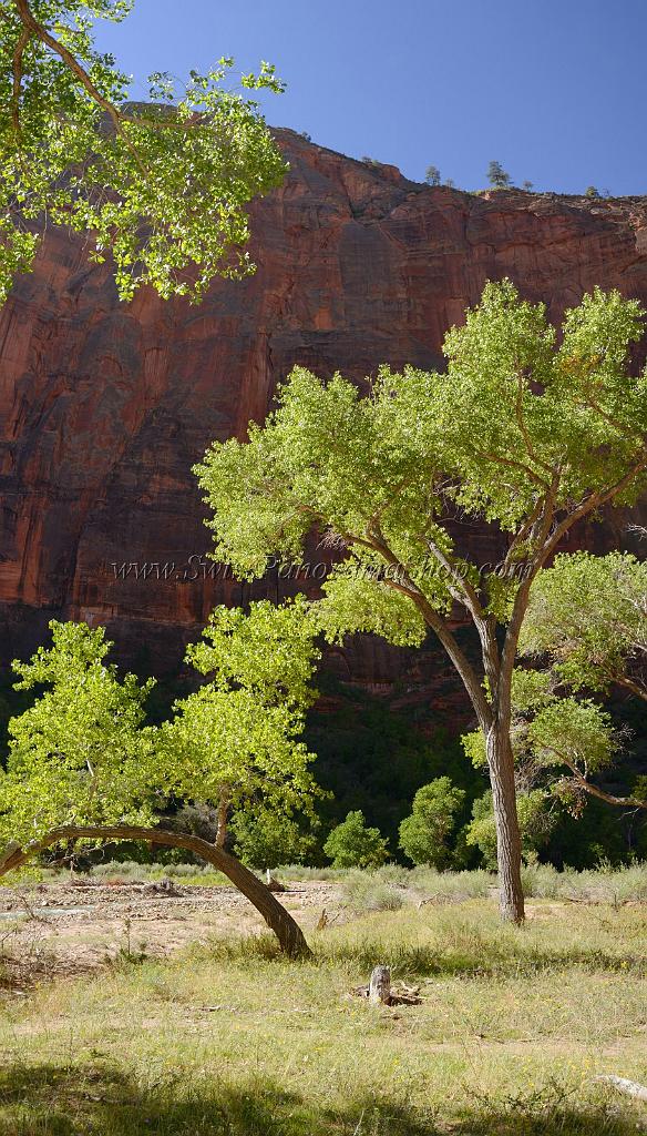 10633_12_10_2011_zion_national_park_utah_springdale_floor_valley_scenic_river_canyon_rock_sky_autum_color_tree_panoramic_landscape_photography_panorama_landschaft_25_4993x8752.jpg