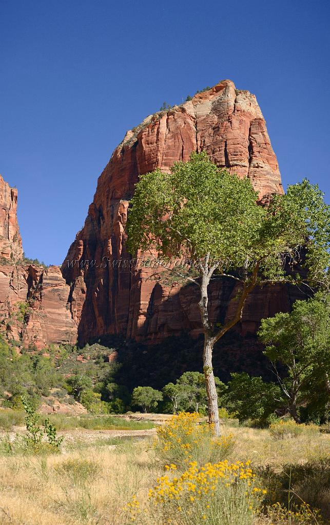 10646_12_10_2011_zion_national_park_utah_springdale_floor_valley_scenic_river_canyon_rock_sky_autum_color_tree_panoramic_landscape_photography_panorama_landschaft_12_4898x7802.jpg