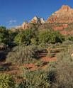 15909_30_09_2014_zion_national_park_watchman_trail_utah_autumn_red_rock_blue_sky_fall_color_colorful_tree_mountain_forest_panoramic_landscape_photography_herbst_0_6771x8143