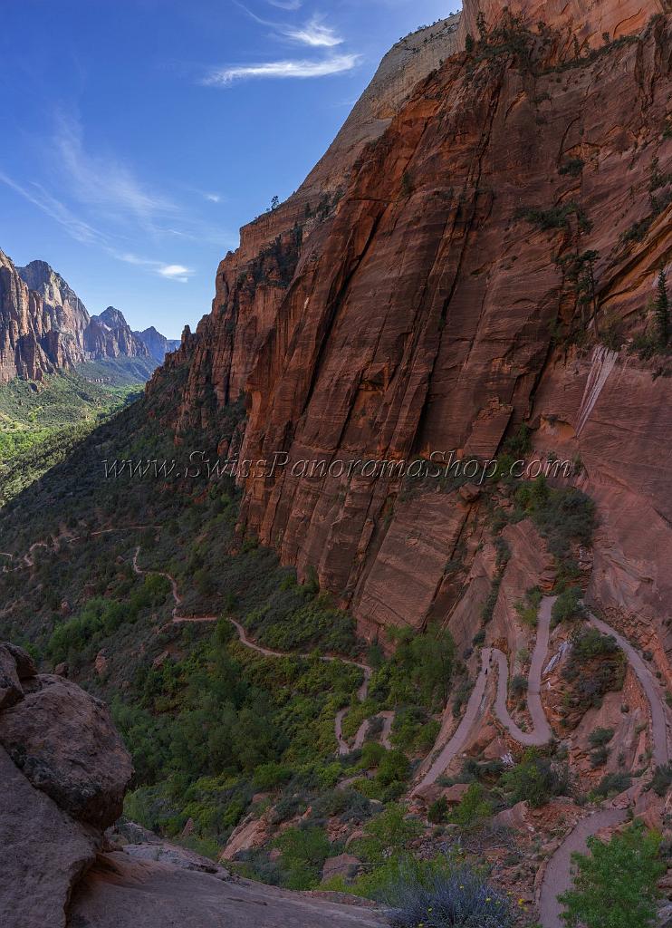 15917_30_09_2014_zion_national_park_west_rim_trail_utah_autumn_red_rock_blue_sky_fall_color_colorful_tree_mountain_forest_panoramic_landscape_photography_herbst_86_6146x8481