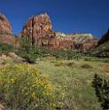 15944_30_09_2014_zion_national_park_west_rim_trail_utah_autumn_red_rock_blue_sky_fall_color_colorful_tree_mountain_forest_panoramic_landscape_photography_herbst_24_7193x7266