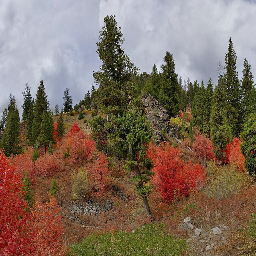 13055_24_09_2012_alpine_wyoming_river_tree_autumn_color_colorful_fall_foliage_leaves_mountain_forest_panoramic_landscape_photography_landschaft_foto_31_12000x12000.jpg