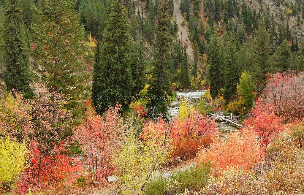 13056_24_09_2012_alpine_wyoming_river_tree_autumn_color_colorful_fall_foliage_leaves_mountain_forest_panoramic_landscape_photography_landschaft_foto_38_12532x8042.jpg