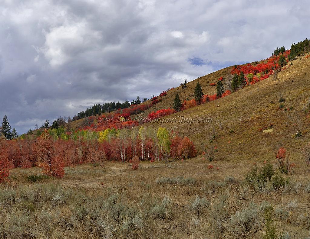 13059_24_09_2012_alpine_wyoming_river_tree_autumn_color_colorful_fall_foliage_leaves_mountain_forest_panoramic_landscape_photography_landschaft_foto_34_12173x9400.jpg