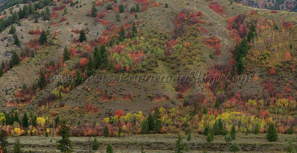 16332_22_09_2014_alpine_wyoming_river_tree_autumn_color_colorful_fall_foliage_leaves_mountain_forest_panoramic_landscape_photography_landschaft_foto_37_13185x6812.jpg
