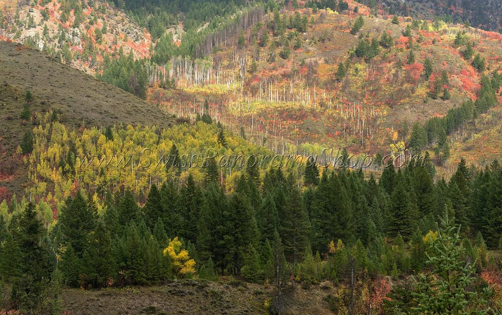 16335_22_09_2014_alpine_wyoming_river_tree_autumn_color_colorful_fall_foliage_leaves_mountain_forest_panoramic_landscape_photography_landschaft_foto_26_6823x4281.jpg