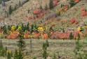 15885_21_09_2014_alpine_wyoming_river_tree_autumn_color_colorful_fall_foliage_leaves_mountain_forest_panoramic_landscape_photography_landschaft_foto_57_10034x6894