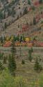 16341_21_09_2014_alpine_wyoming_river_tree_autumn_color_colorful_fall_foliage_leaves_mountain_forest_panoramic_landscape_photography_landschaft_foto_58_6995x13954