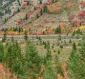 16348_21_09_2014_alpine_wyoming_river_tree_autumn_color_colorful_fall_foliage_leaves_mountain_forest_panoramic_landscape_photography_landschaft_foto_46_7363x6852