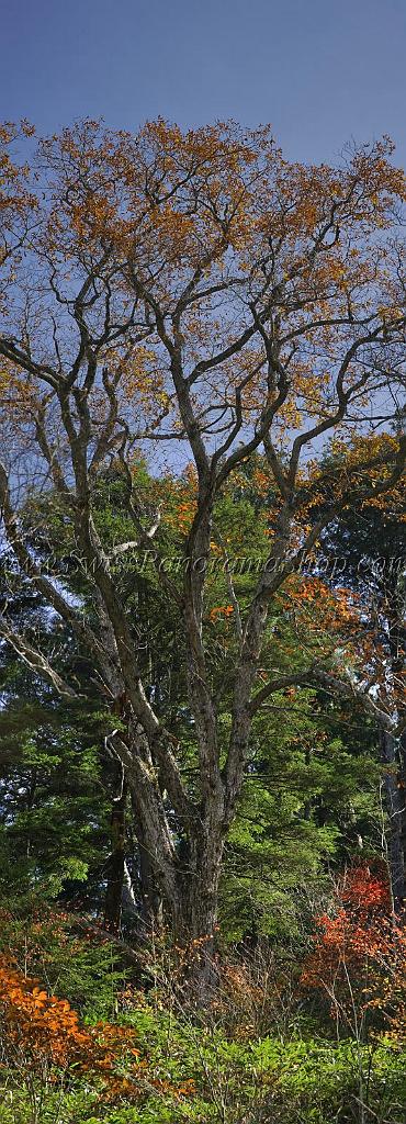 3504_21-10-2008-oze-gahara-marshland-oze-nationalpark-katashina-mura-autumn-japan-2_3939x10902.jpg