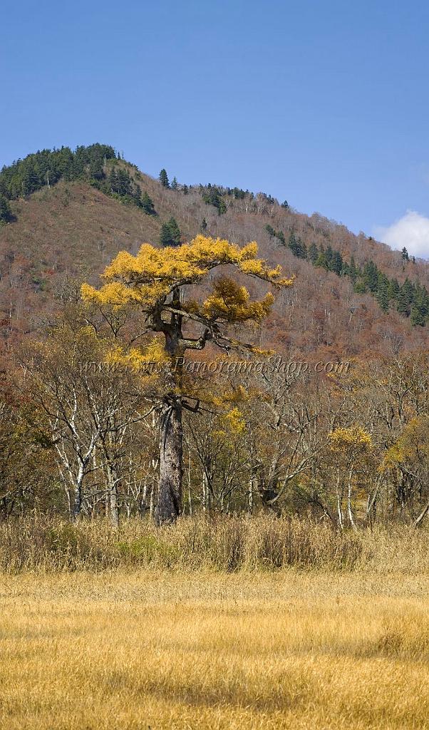 3515_21-10-2008-oze-gahara-marshland-oze-nationalpark-katashina-mura-autumn-japan-13_4162x7075.jpg