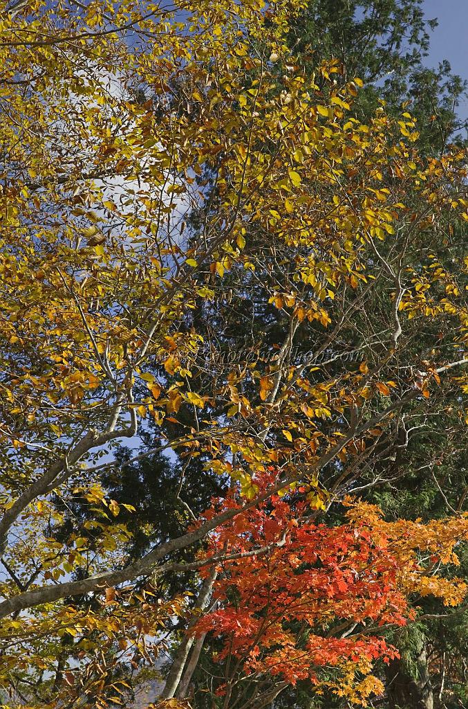 3549_21-10-2008-oze-gahara-marshland-oze-nationalpark-katashina-mura-autumn-japan-48_3989x6031.jpg