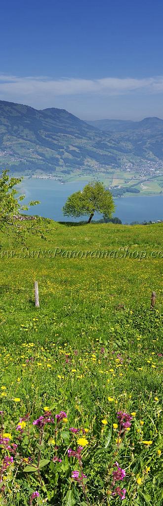 4696_23_05_2009_lauerzerberg_lauerzersee_baum_steinen_1_4121x12780.jpg